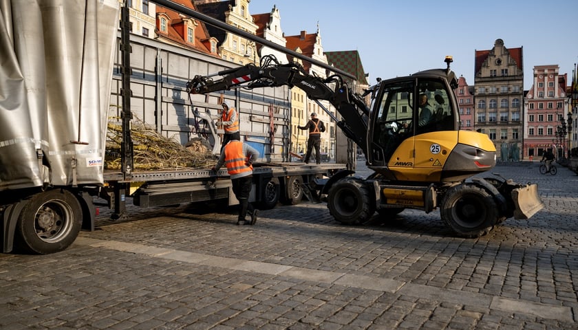 Kolejna partia drzew dotarła na Rynek, 19.03.2026 r