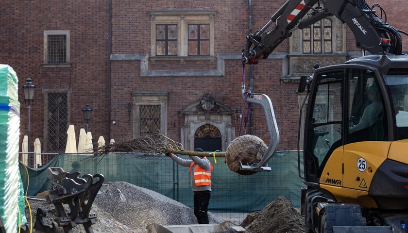 Dziś na wrocławski Rynek dotarła kolejna partia drzew. To wiązy i robinie. Na zdjęciu drzewo do zasadzenia, w tle ratusz.