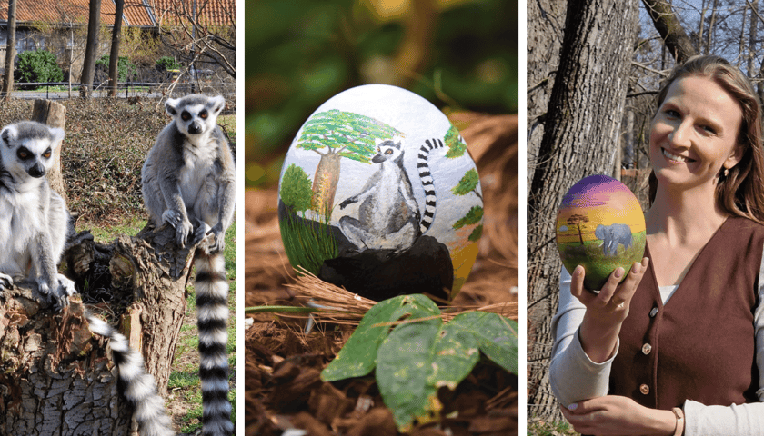 Kolaż 3 zdjęć: lemury katta, jedna z pisanek ze strusich jaj, Weronika Łysek, rzeczniczka ZOO Wrocław trzymająca pisankę