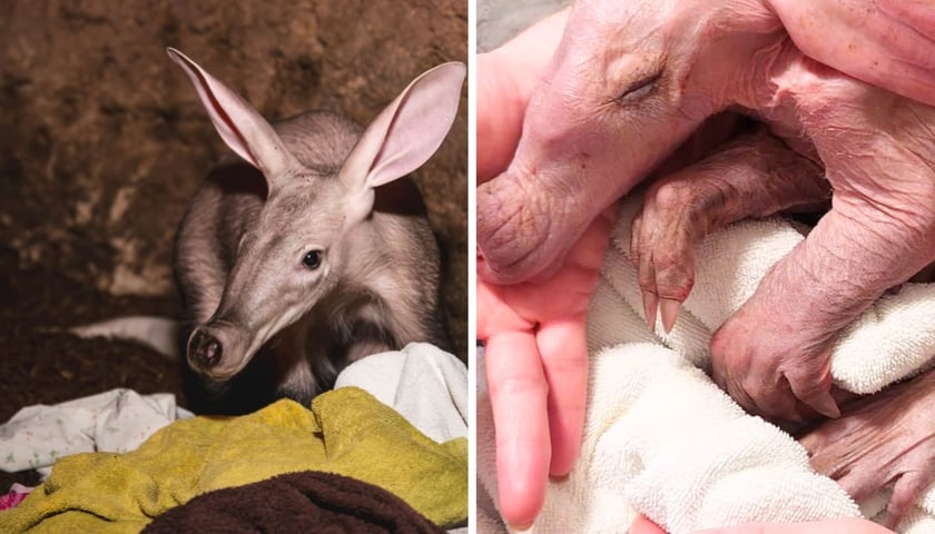 Mrównik z wrocławskiego zoo