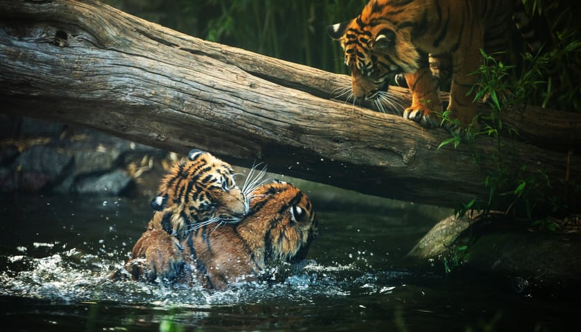 Tygrysy kąpiące się w basenie we wrocławskim zoo.