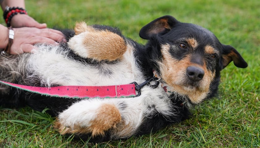 Baron przyjechał do nas ze schroniska w Sobolewie. Jest miłym terierkiem średnich rozmiar&oacute;w w wieku ok. 4 lat. Bardzo lubi ludzi, choć trochę boi się obcych, a zwłaszcza mężczyzn. Ładnie dogaduje się z suczkami, kt&oacute;rym ustępuje, a r&oacute;wnież wchodzi w interakcje i zabawy. Jest pojętny i kontaktowy.