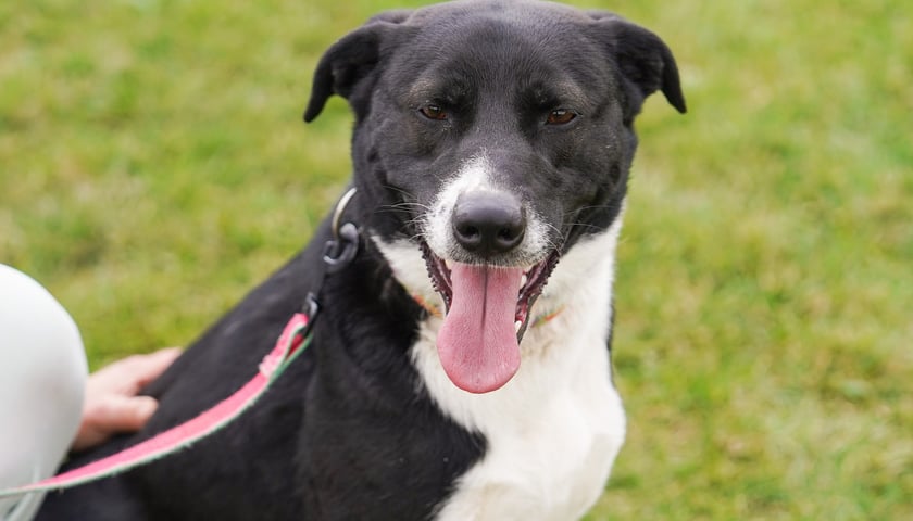 Timon ma 3 lata, a do schroniska oddał go właściciel, kt&oacute;ry nie radził sobie z psiakiem, a r&oacute;wnież miał prywatne problemy. Timon jest bardzo szybki, aktywny i ciężko mu się wyciszyć oraz uspokoić. Przy cierpliwym opiekunie można z nim sporo wypracować. Potrzebuje osoby bardzo aktywnej, kt&oacute;ra poświęci mu mn&oacute;stwo czasu na naukę. Polecany do domu poza centrum miasta.