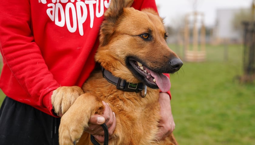 Roczna Etna trafiła do schroniska jako znaleziona. Jest dość szaloną suczką sporych rozmiar&oacute;w, kt&oacute;ra wymaga nauki. Chętna do pracy, zwraca uwagę na opiekuna. Jest miła i towarzyska. Nie z każdym psem się dogaduje, jest typem jedynaczki. Dla Etny szukamy domu kochającego mądrze i potrafiącego wychować psiaka.