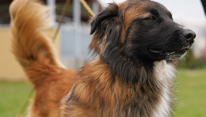 3-letni Benji gorąco poleca się do adopcji. Do schroniska oddał go właściciel. Jest psem nieufnym w stosunku do obcych i trzeba poświęcić mu czas tak, aby zbudować z nim relację. Dość aktywny, chętny na spacery kr&oacute;tsze i dłuższe. Benji lubi inne psy i byłoby wskazane, aby trafił do domu, gdzie jest już inny zr&oacute;wnoważony psiak.&nbsp;