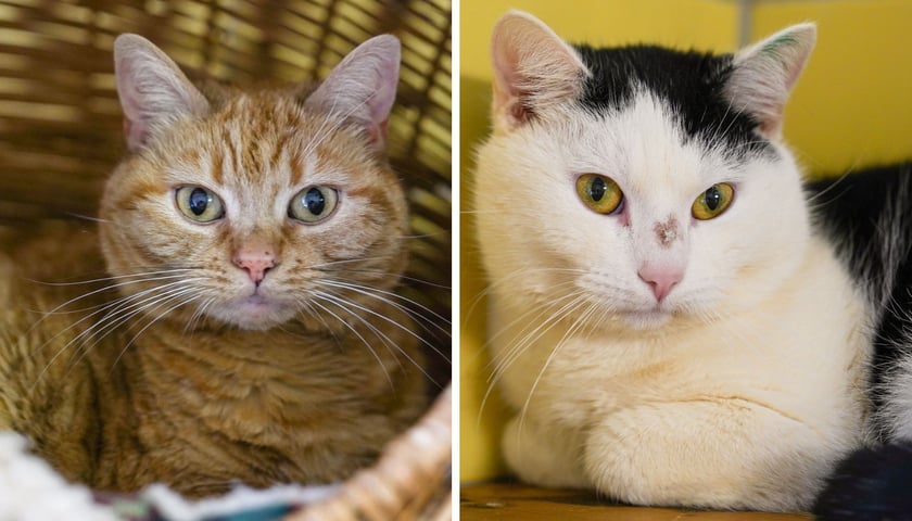 Z lewej Mimi, z prawej Antoś - koty do adopcji z wrocławskiego schroniska