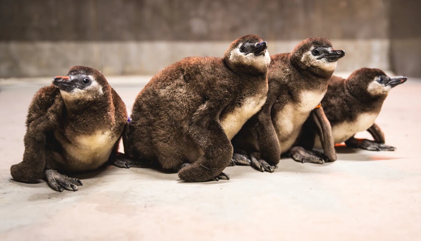 Młode pingwiny przylądkowe