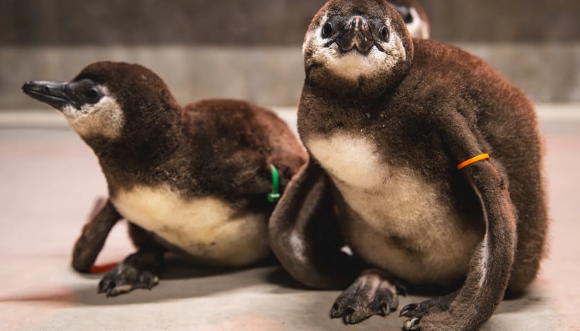 Młode pingwiny przylądkowe