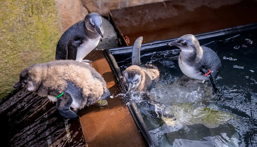 Młode pingwiny przylądkowe