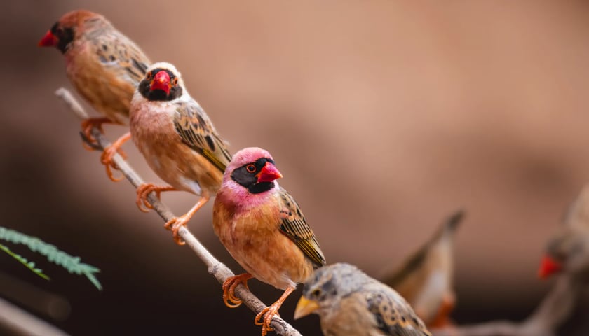 Wikłacze czerwonodziobe