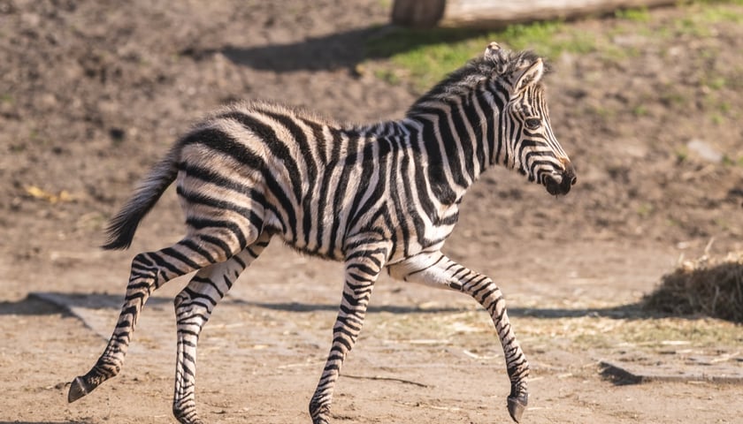 <p>Zebra Brukselka</p>