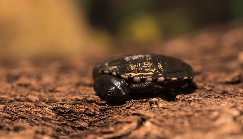 Ż&oacute;łw McCorda