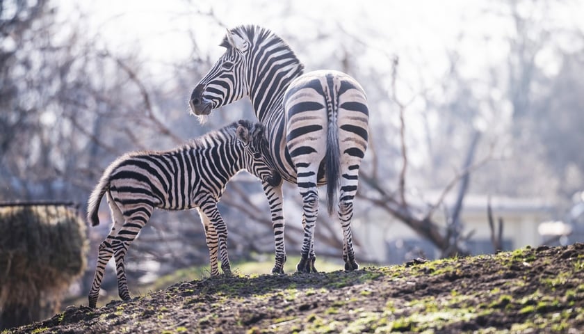 Brukselka z mamą. Na zdjęciu dwie zebry Chapmana z wrocławskiego zoo