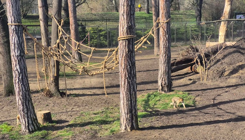 Makaki berberyjskie (magoty) we wrocławskim zoo