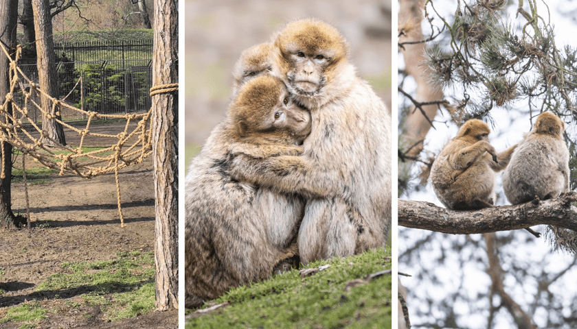 Kolaż 3 zdjęć: Makaki berberyjskie (magoty) we wrocławskim zoo i ich wybieg