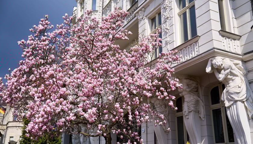 Zdjęcie przedstawiające drzewo magnolii rosnące przy zabytkowej kamienicy, w pełnym rozkwicie.