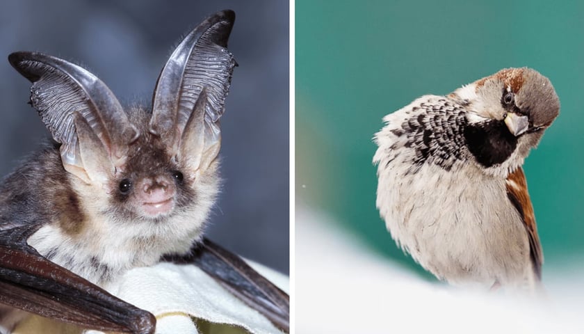 Kolaż  2 zdjęć:  z lewej nietoperz gacek, z prawej wróbel