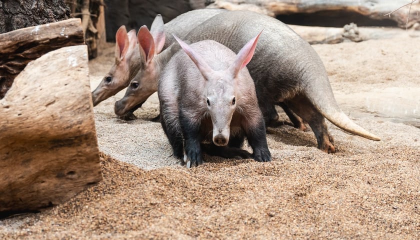 Mrówniki z wrocławskiego zoo