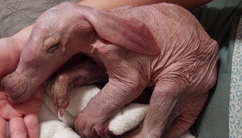 Bubu tuż po narodzinach