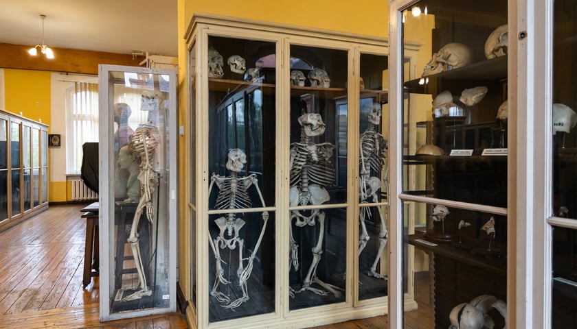 Noc Muzeów w Muzeum Anatomii Uniwersytetu Medycznego we Wrocławiu