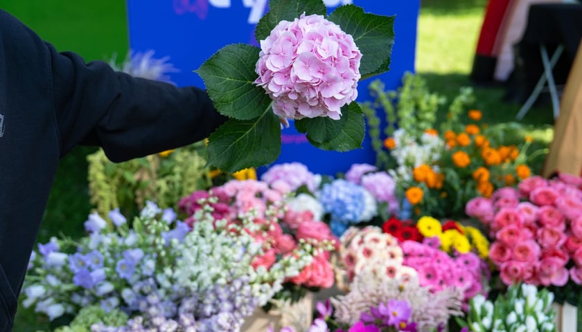 Piknik Sobota z Zielonym Wrocławiem na Polanie Popowickiej
