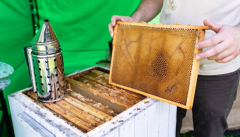 Piknik Sobota z Zielonym Wrocławiem na Polanie Popowickiej