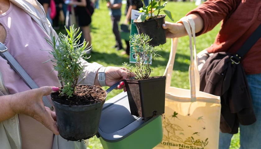 Piknik Sobota z Zielonym Wrocławiem na Polanie Popowickiej