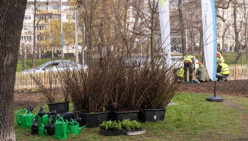 Sadzenie lasu kieszonkowego Miyawaki we Wrocławiu, 21.03.2024 r.