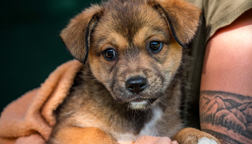 Szczeniak do adopcji - Bajkusia