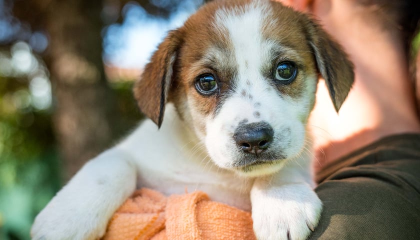 Szczeniak do adopcji - Gazownik