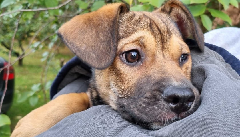 Szczeniak do adopcji - Pierożnik