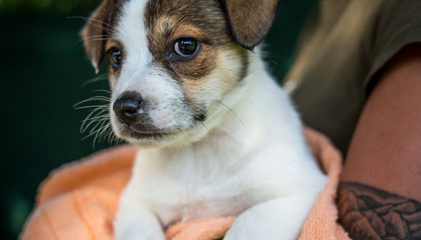 Szczeniak do adopcji&nbsp; - Pożarka