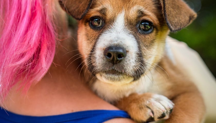 Szczeniak do adopcji&nbsp; - Zaczytka