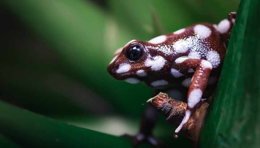 Jedna z kolorowych żab, które można obejrzeć w Terrarium we wrocławskim ogrodzie zoologicznym