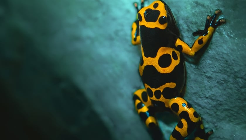 Jedna z kolorowych żab, które można obejrzeć w Terrarium we wrocławskim ogrodzie zoologicznym