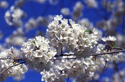 Wrocławskie Hanami, czyli wiosna po japońsku