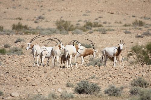 Spotkanie: „Zoo na ratunek faunie Sahary”