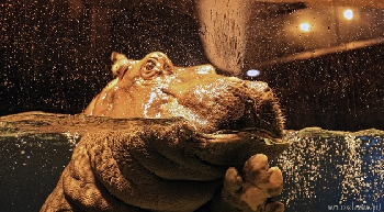 Afrykarium we wrocławskim Zoo godz. 9.00-20.00, ostatnie wejście o 19.00, pozostałe pawilony w zoo otwarte do 16.00 Pierwsze w Polsce oceanarium prezentujące faunę Czarnego Lądu jest integralną częścią wrocławskiego ogrodu zoologicznego. Morze