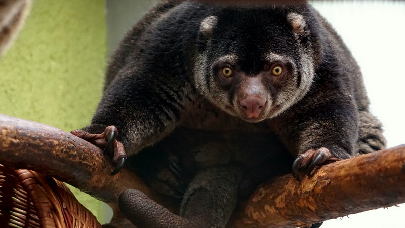 Fot. Zoo Wrocław