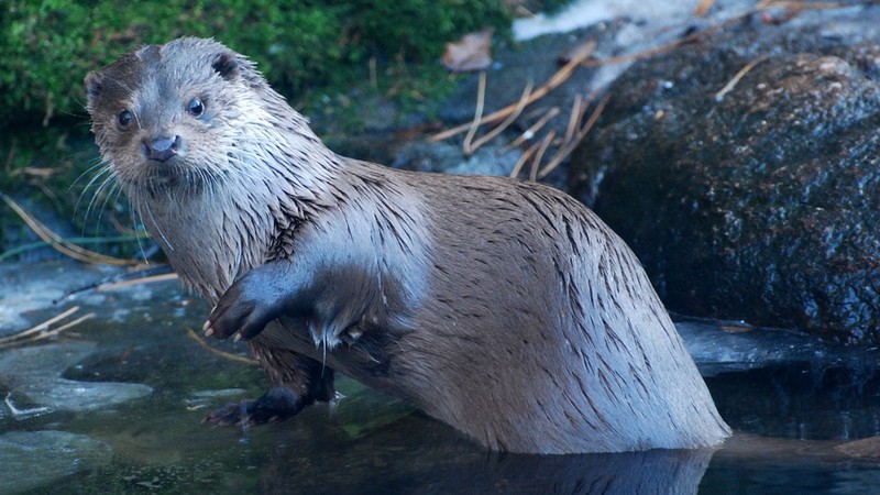 Wydr w naturalnym środowisku w Polsce żyje do 15 tysięcy osobników. Uznawana jest za gatunek zagrożony wyginięciem i objęta ochroną, fot. Zoo Wrocław