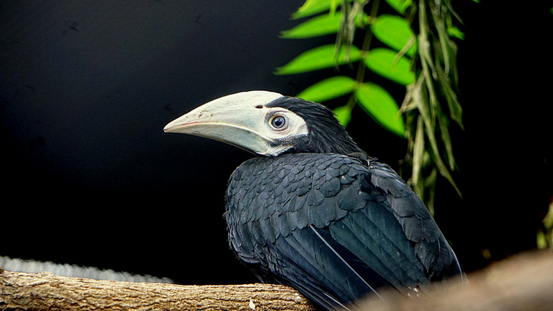 Młody dzioborożec palawański, fot. Zoo Wrocław