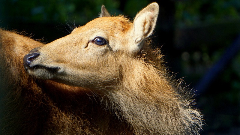 Fot. Zoo Wrocław