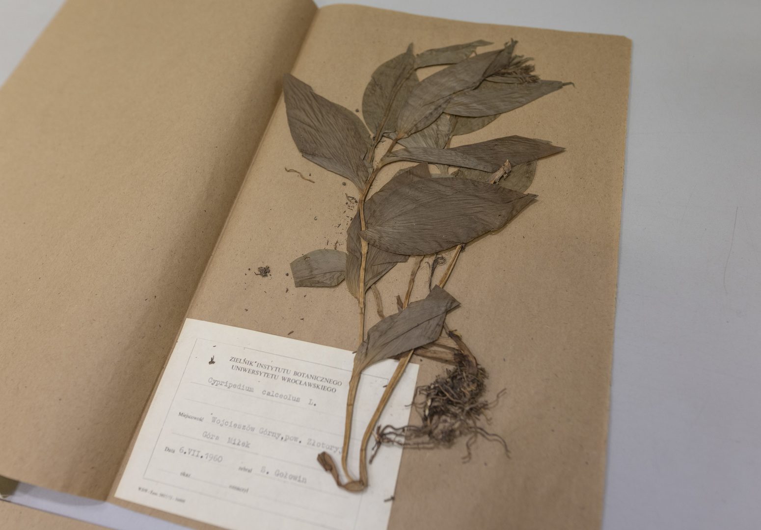 Budynek z duszą. Herbarium dwustuletnie... Galeria zdjęć 15/43