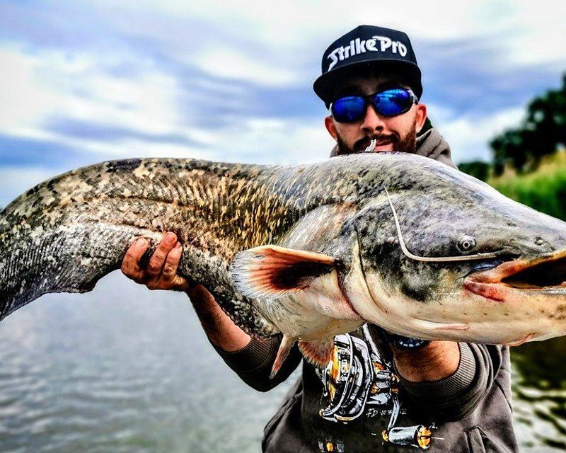 sum-zlowiony-w-odrze