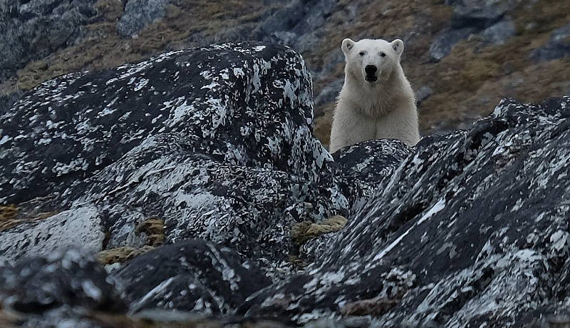 Niedźwiedź polarny spotkany podczas jednej z wypraw