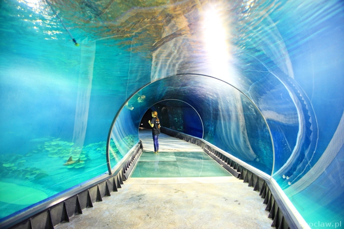 Afrykarium Wroclaw – Parkplätze (KARTE DER PARKPLÄTZE) | www.wroclaw.pl