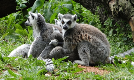 ZOO Wrocław | www.wroclaw.pl