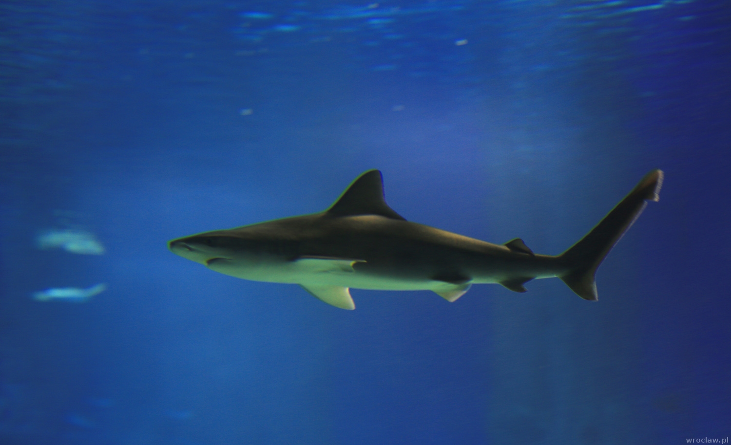 Afrykarium Wrocław otwarcie. Cennik, godziny otwarcia | www.wroclaw.pl