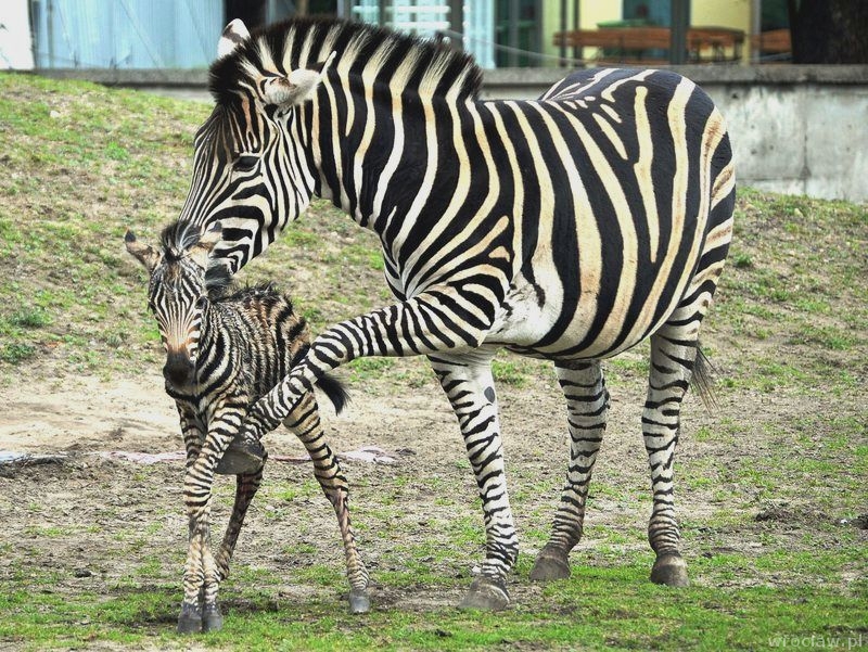 Wrocławnowe zwierzęta w Zoo www.wroclaw.pl