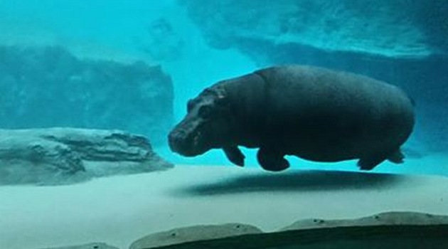 Afrykarium Wrocław- pierwszy hipopotam i krokodyle | www.wroclaw.pl